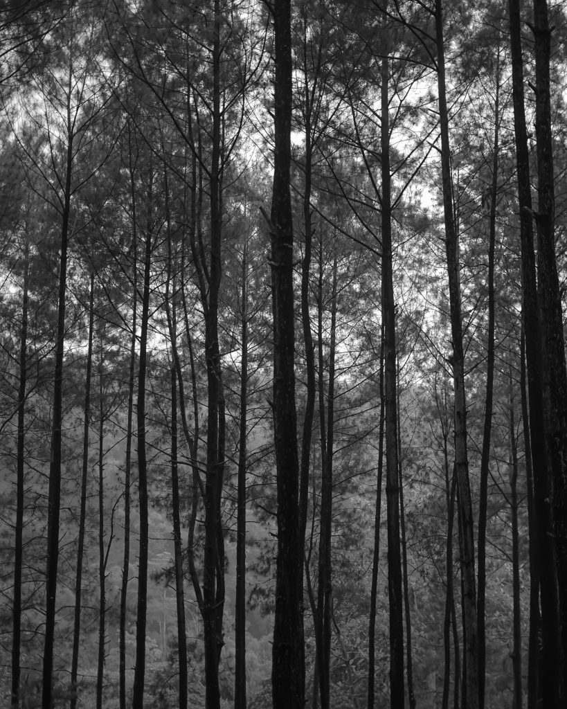 Monochrome view of tall conifer trees in a serene forest setting.
