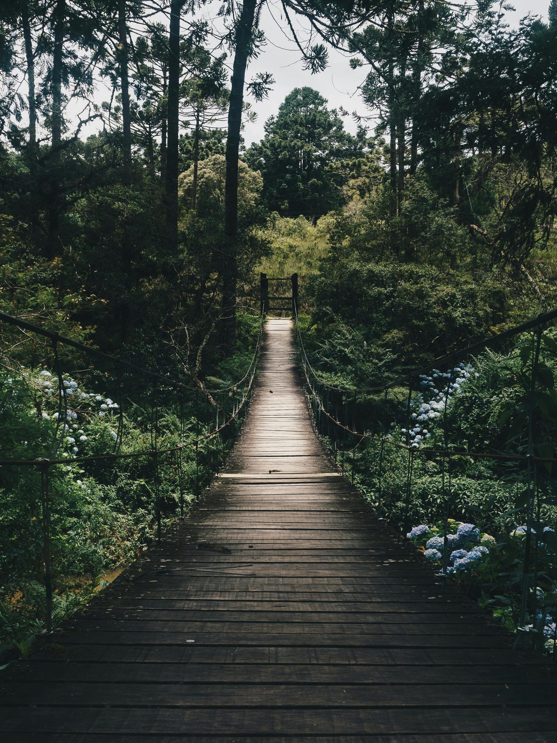 Experience tranquility on a wooden bridge surrounded by lush greenery in a peaceful forest setting.